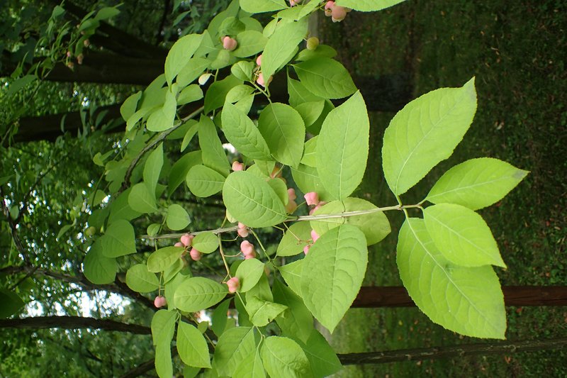 Corktree photo 5