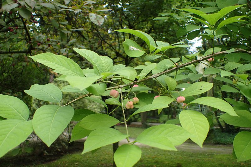 Corktree photo 6