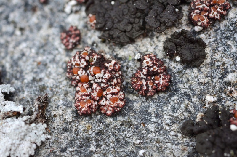 Euopsis Lichen