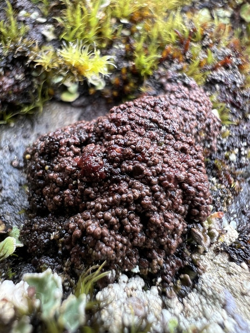Euopsis Lichen photo 2