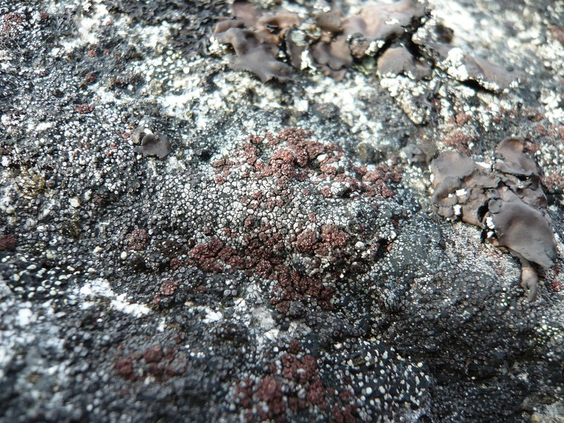 Euopsis Lichen photo 3