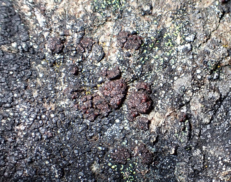 Euopsis Lichen photo 4
