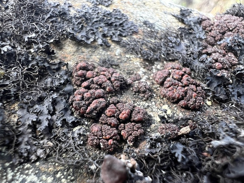 Euopsis Lichen photo 5