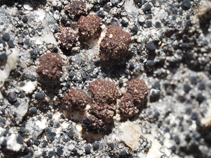 Euopsis Lichen photo 6