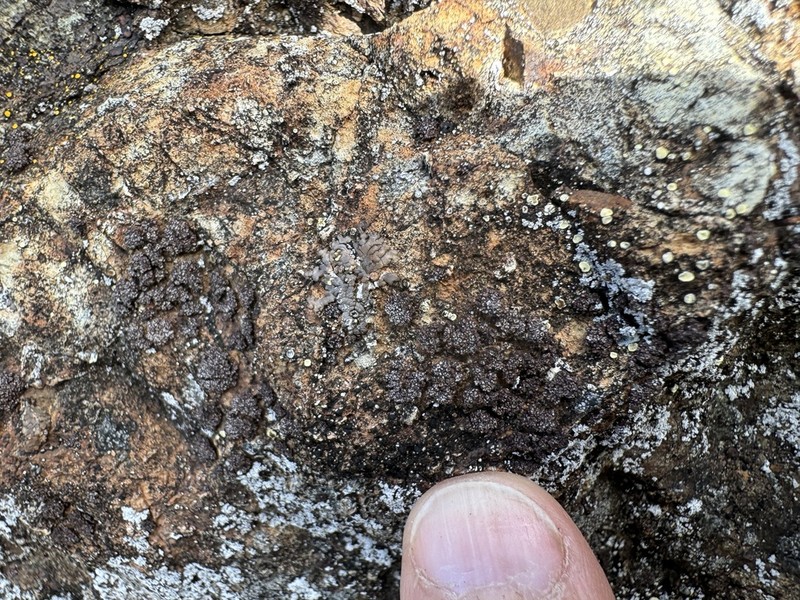 Euopsis Lichen photo 7