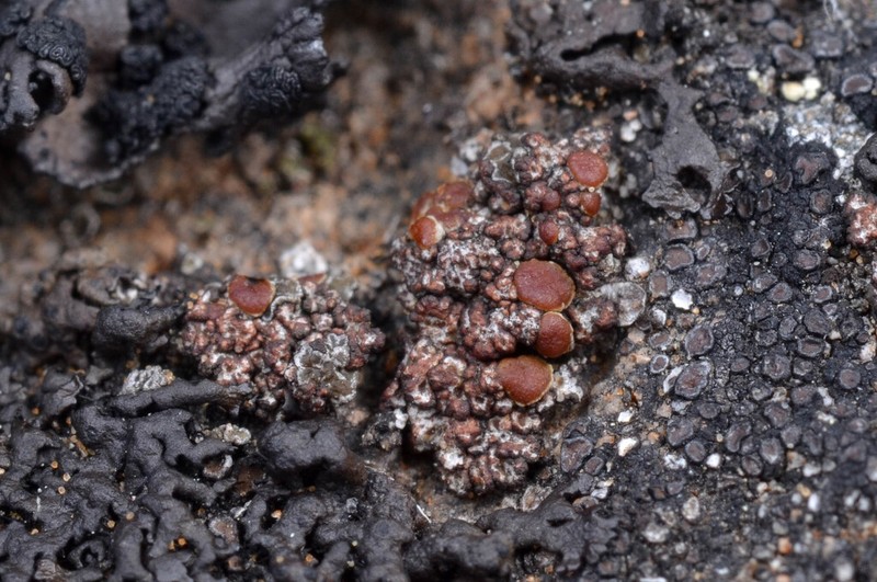 Euopsis Lichen photo 8