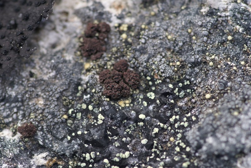 Pulvinate Euopsis Lichen