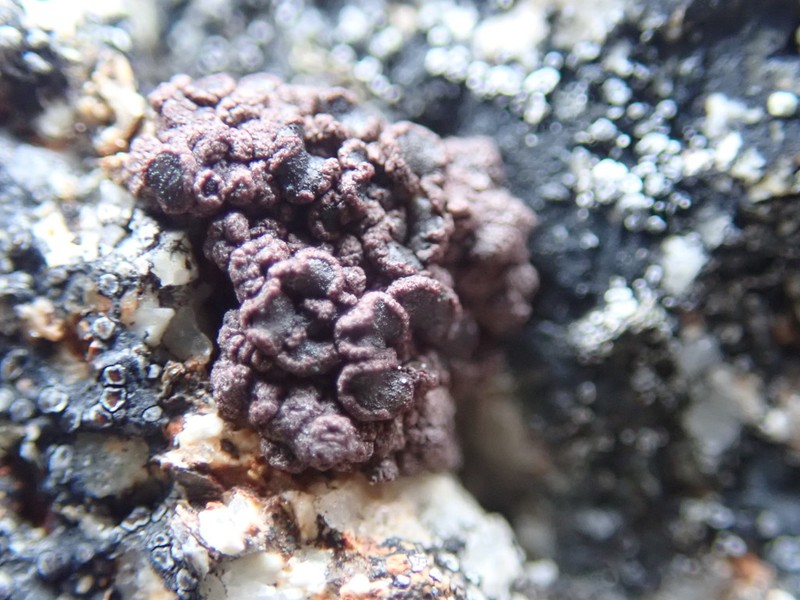 Pulvinate Euopsis Lichen photo 2