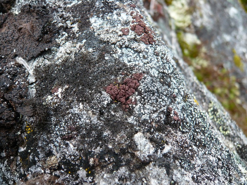 Pulvinate Euopsis Lichen photo 3