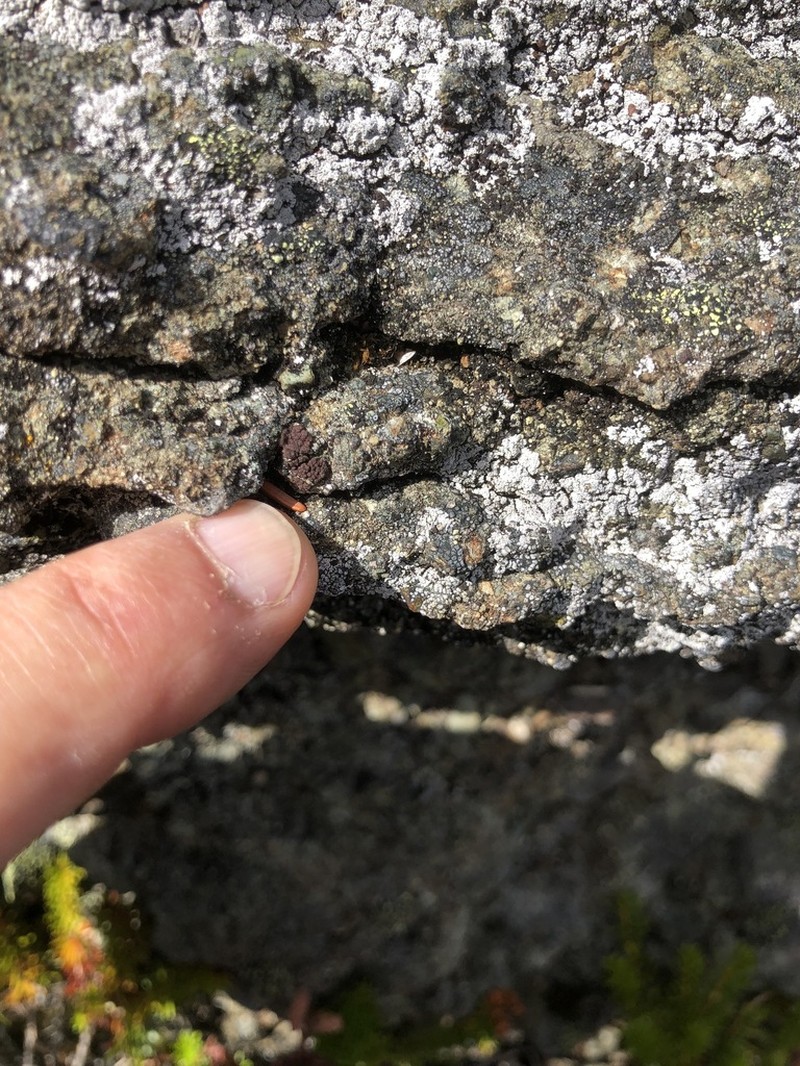 Pulvinate Euopsis Lichen photo 4