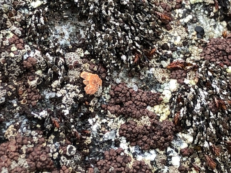Pulvinate Euopsis Lichen photo 5