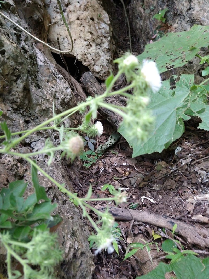 Eupatoriastrum corvi photo 3