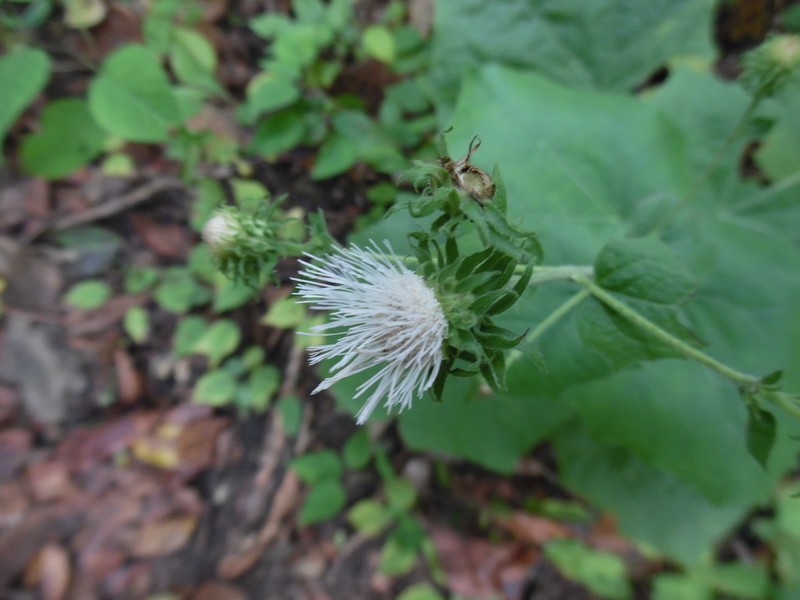 Eupatoriastrum corvi photo 4