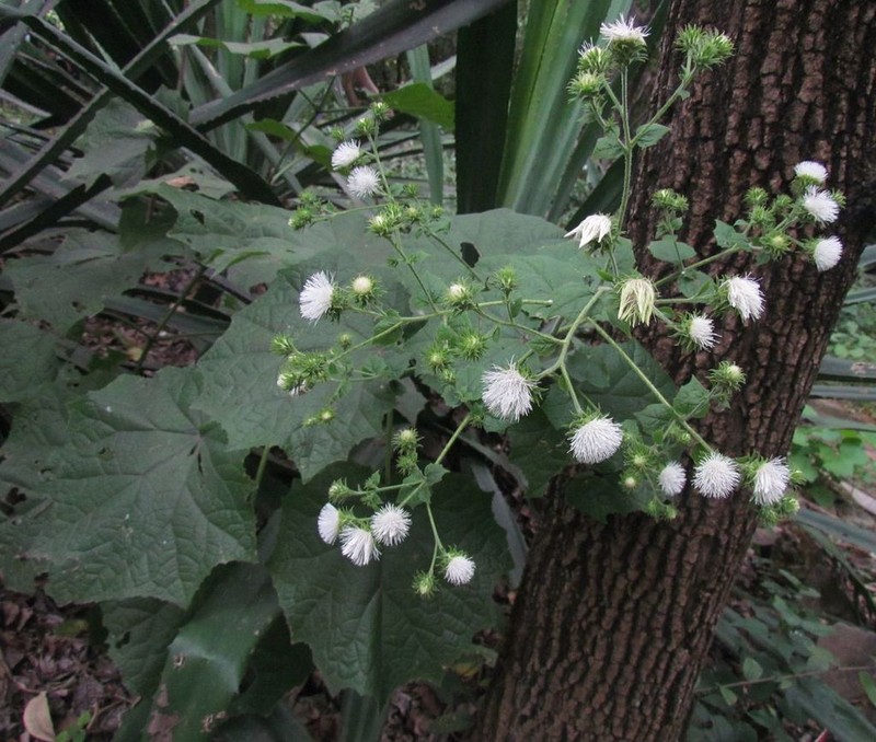 Eupatoriastrum corvi photo 5