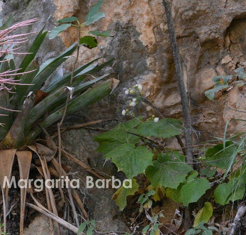 Eupatoriastrum corvi photo 6
