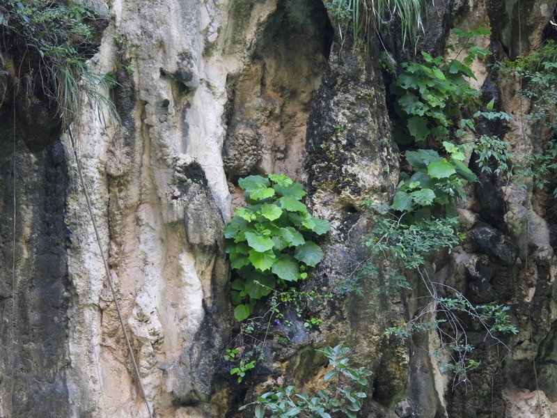 Eupatoriastrum corvi photo 8