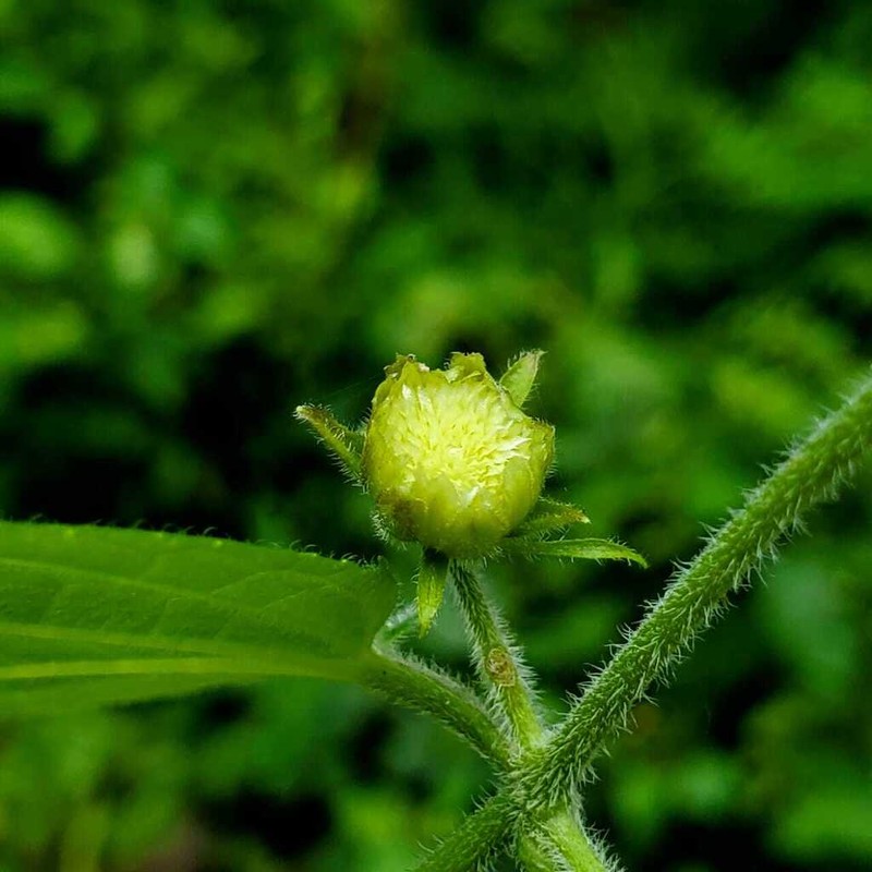 Eupatoriastrum nelsonii photo 2
