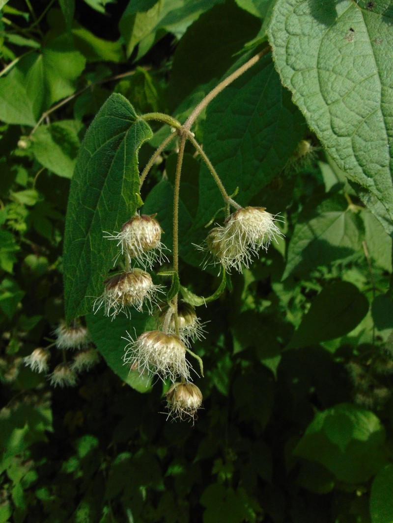 Eupatoriastrum nelsonii photo 4
