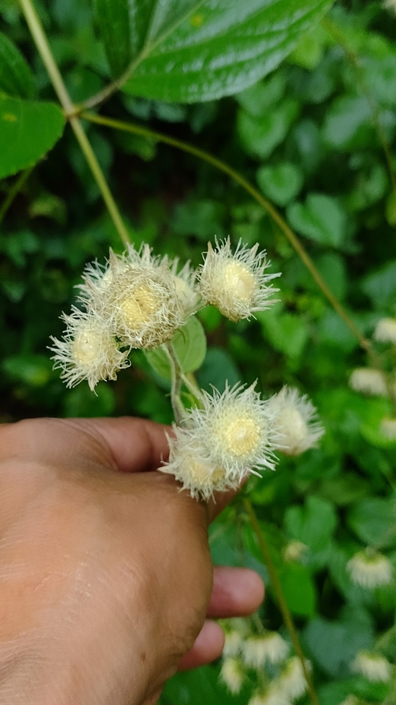 Eupatoriastrum nelsonii photo 5