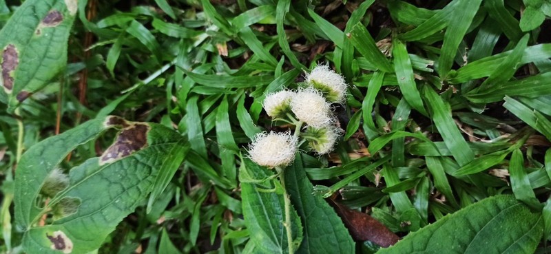 Eupatoriastrum nelsonii photo 6