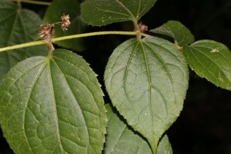 Eupatoriastrum nelsonii photo 7