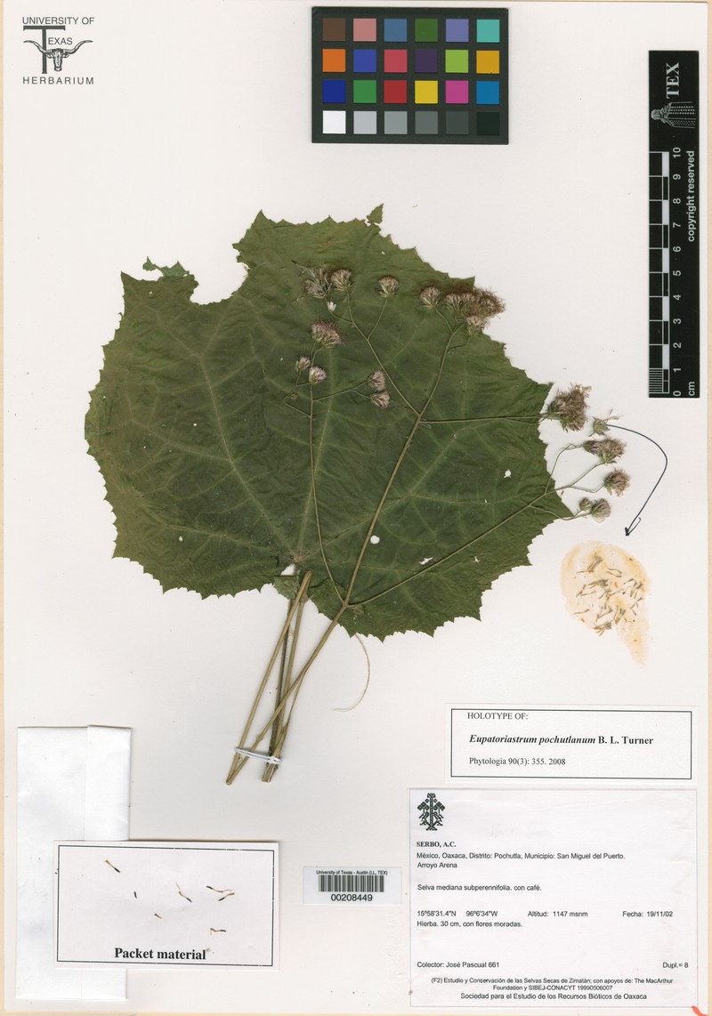 Eupatoriastrum pochutlanum