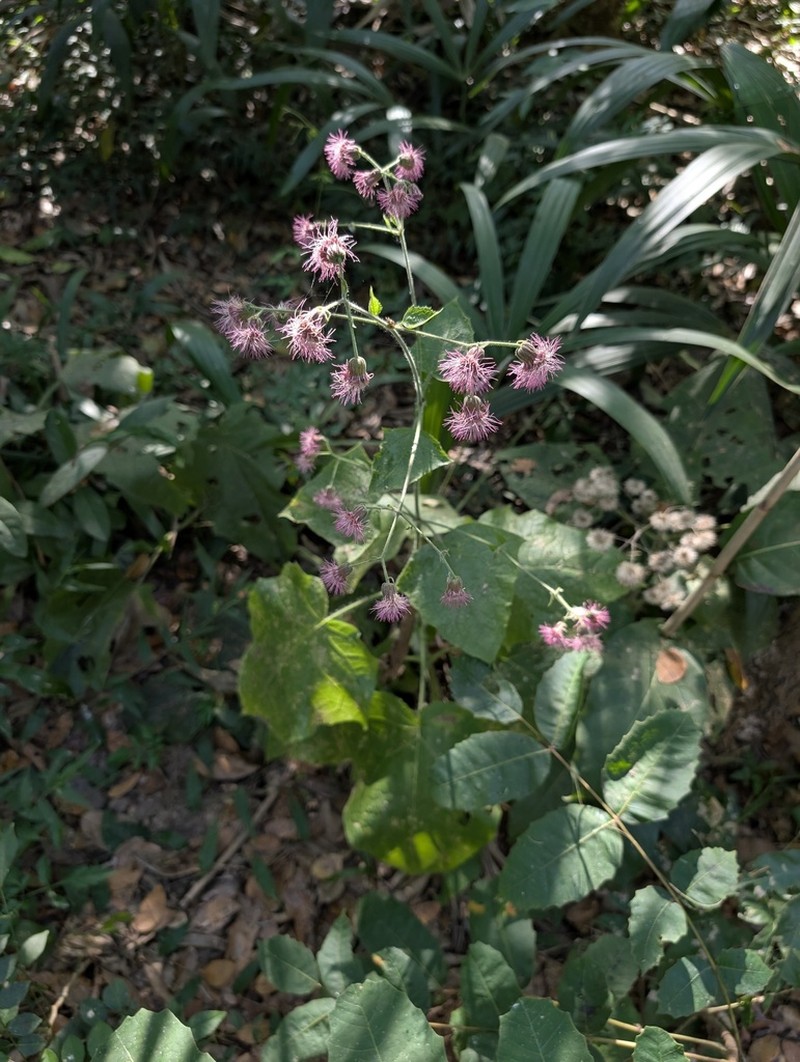 Eupatoriastrum triangulare