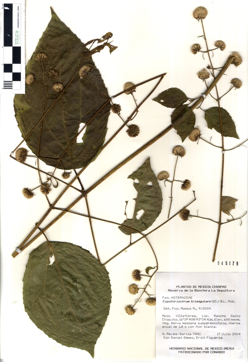 Eupatoriastrum triangulare photo 2
