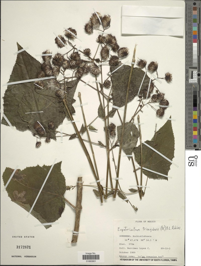 Eupatoriastrum triangulare photo 3