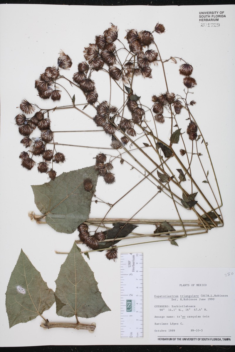 Eupatoriastrum triangulare photo 4