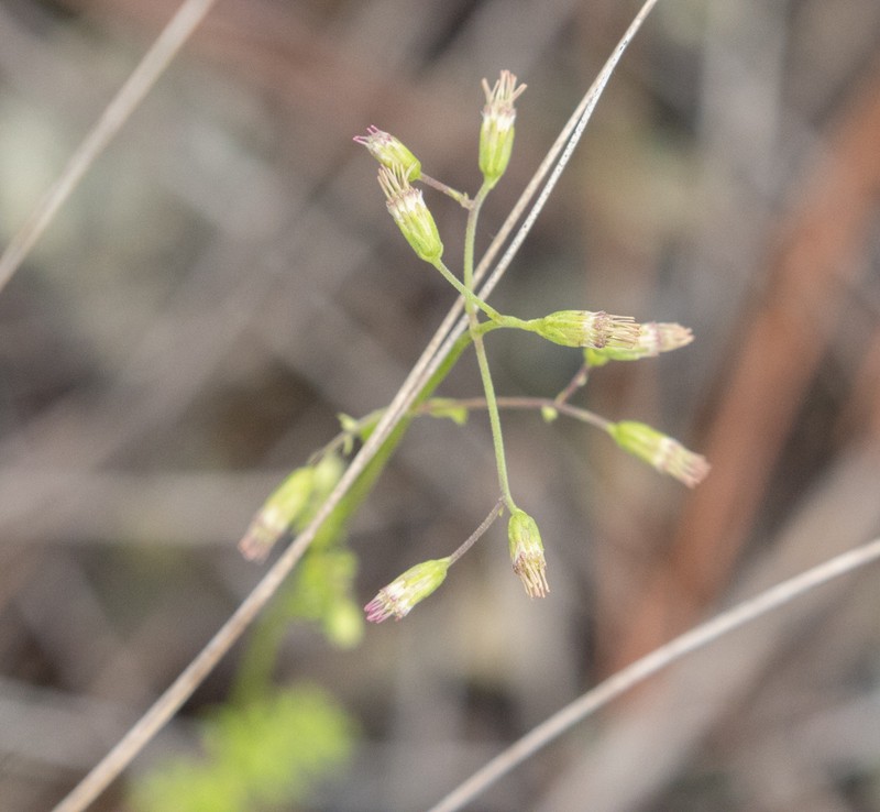 Eupatorina sophiifolia