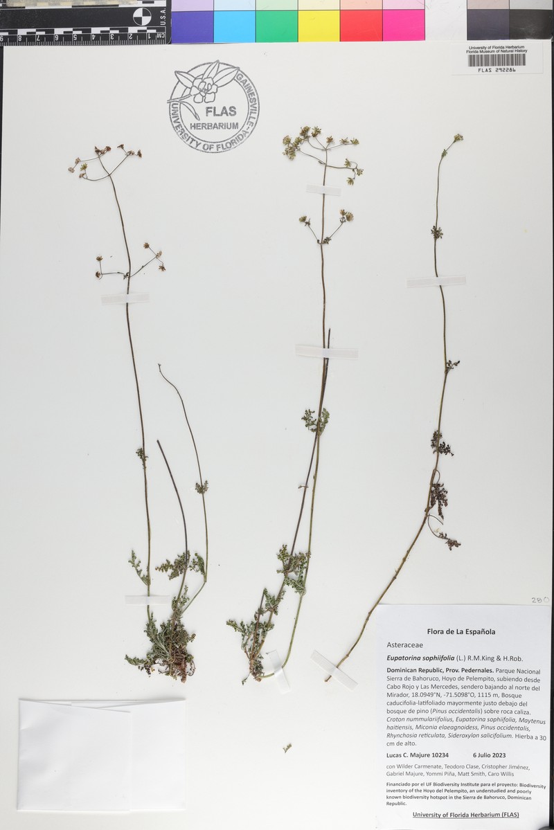 Eupatorina sophiifolia photo 2