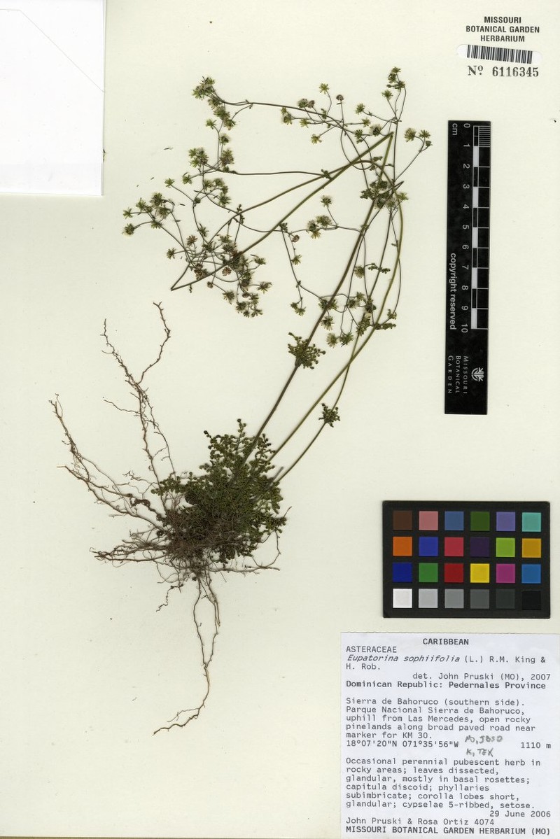 Eupatorina sophiifolia photo 3
