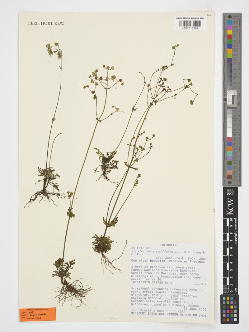 Eupatorina sophiifolia photo 4