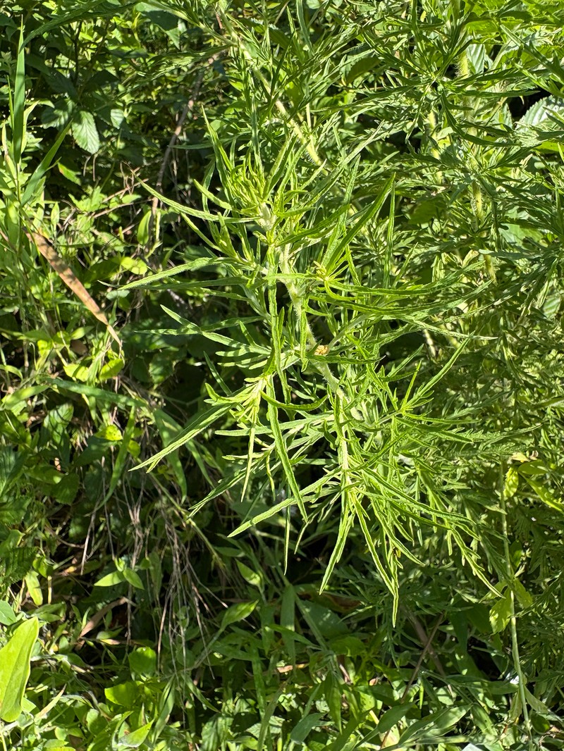 Thoroughwort
