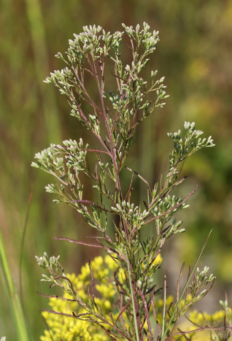 Thoroughwort photo 2