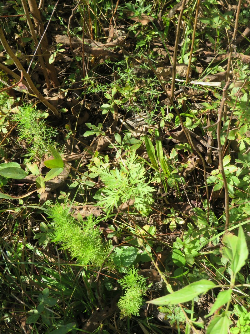 Thoroughwort photo 3