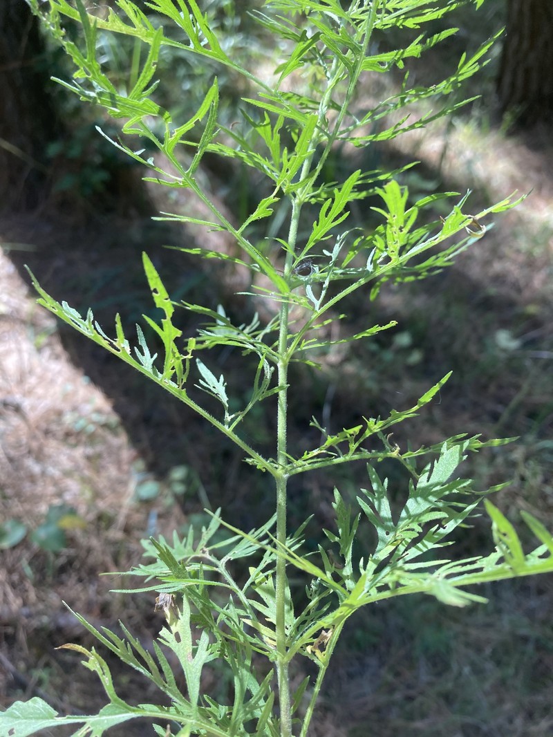 Thoroughwort photo 4