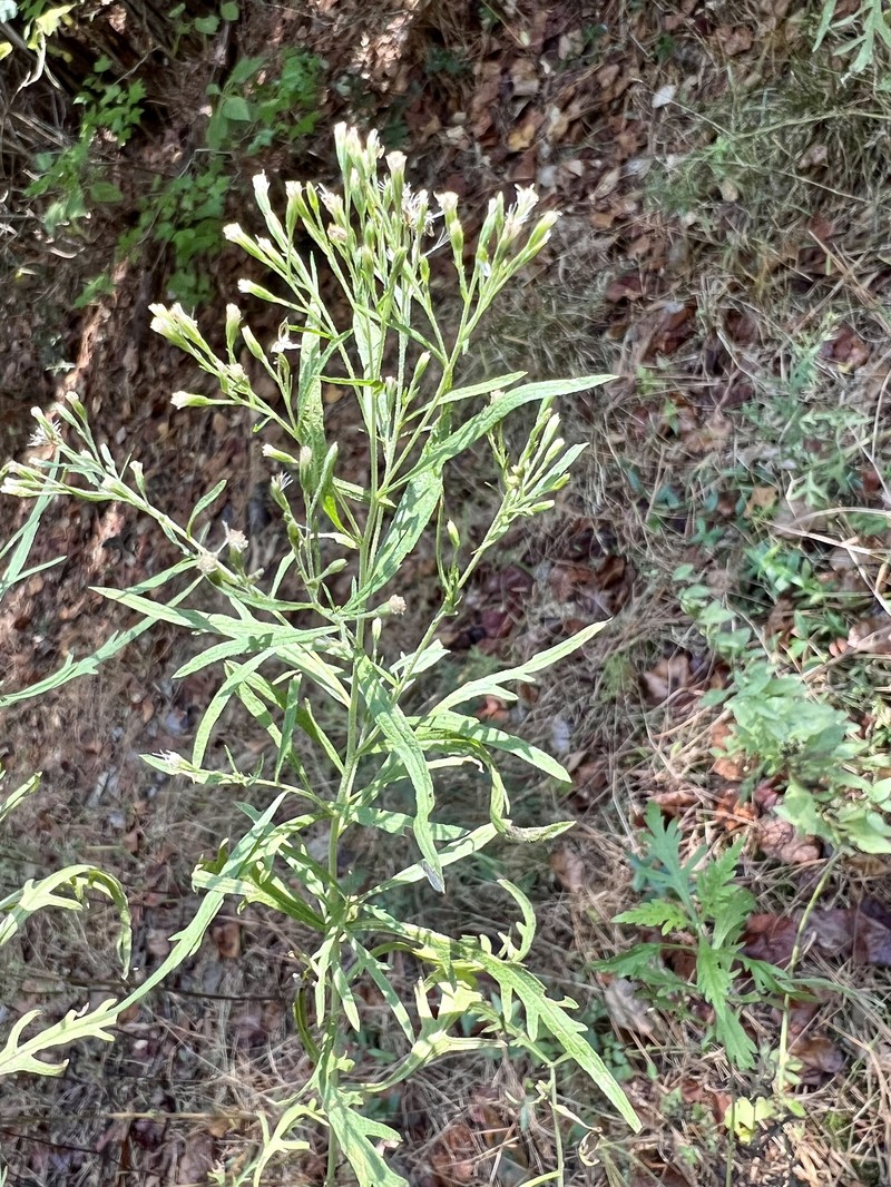 Thoroughwort photo 5