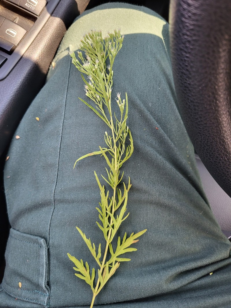 Thoroughwort photo 6