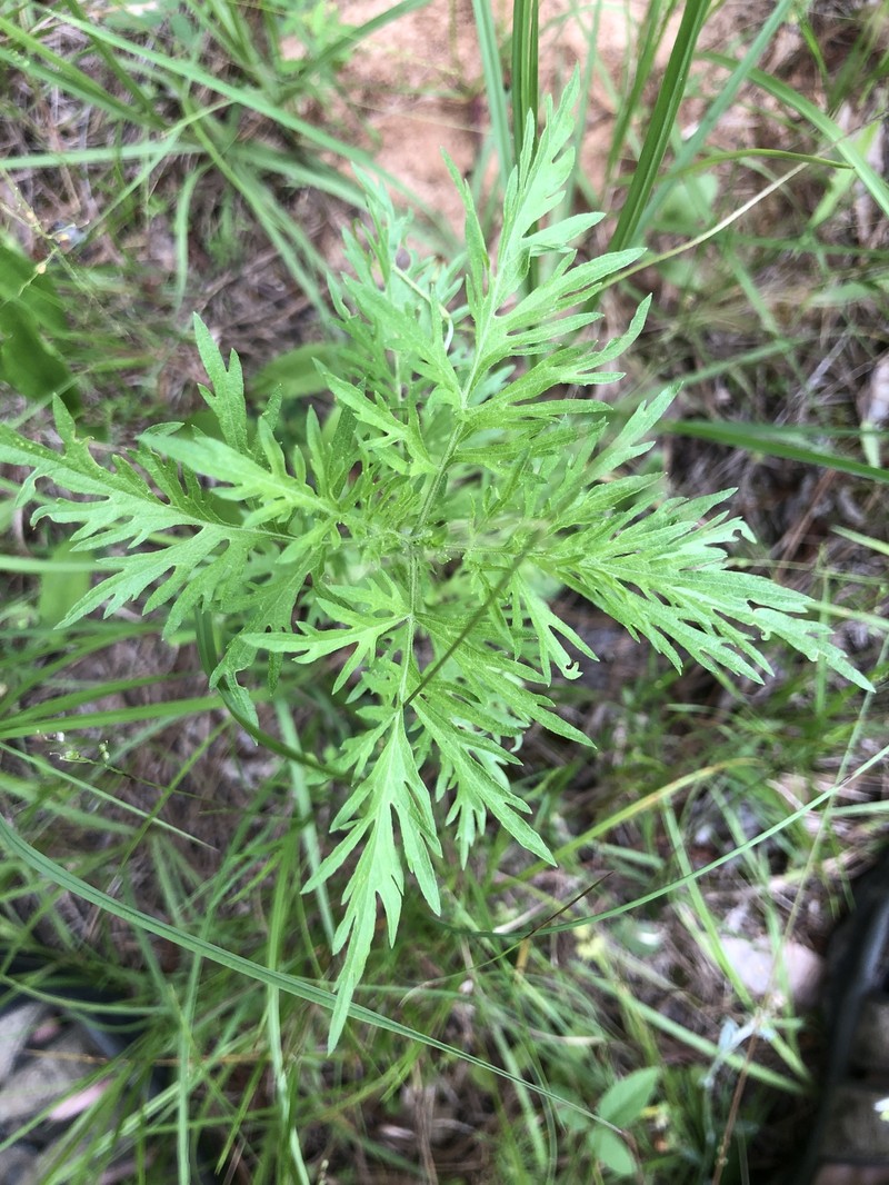 Thoroughwort photo 7