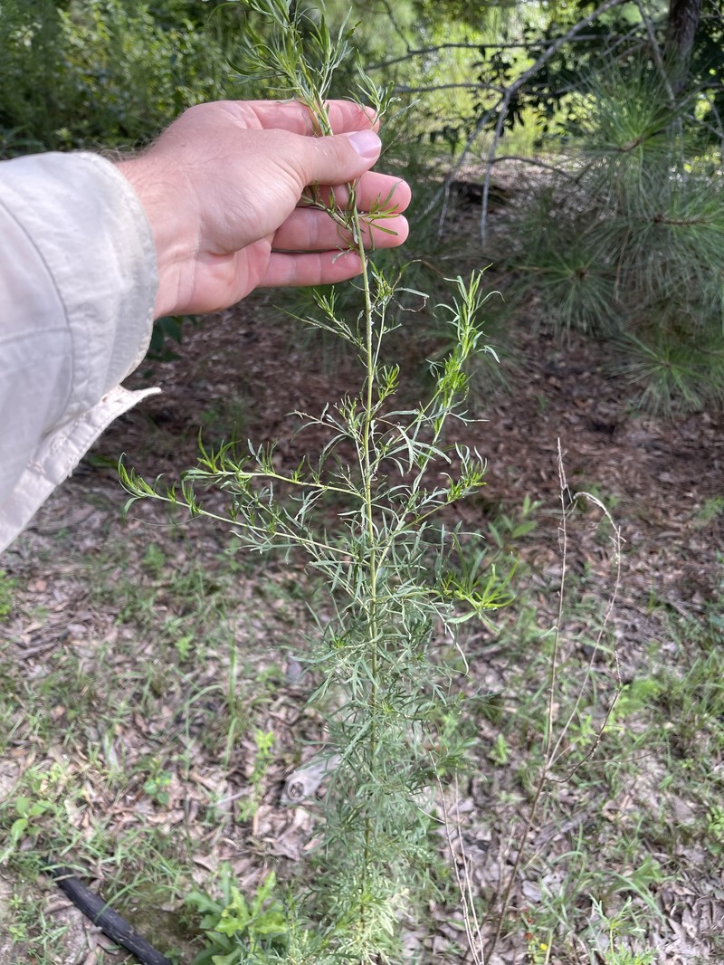 Thoroughwort photo 8