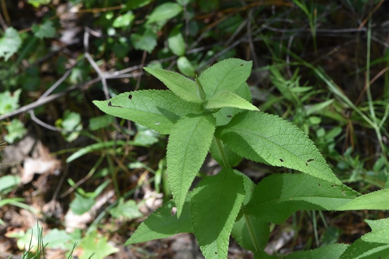 Eupatorium × truncatum photo 2