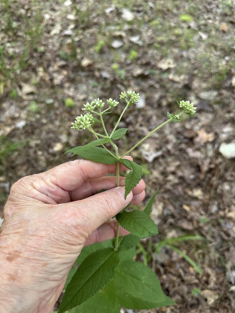Eupatorium × truncatum photo 3