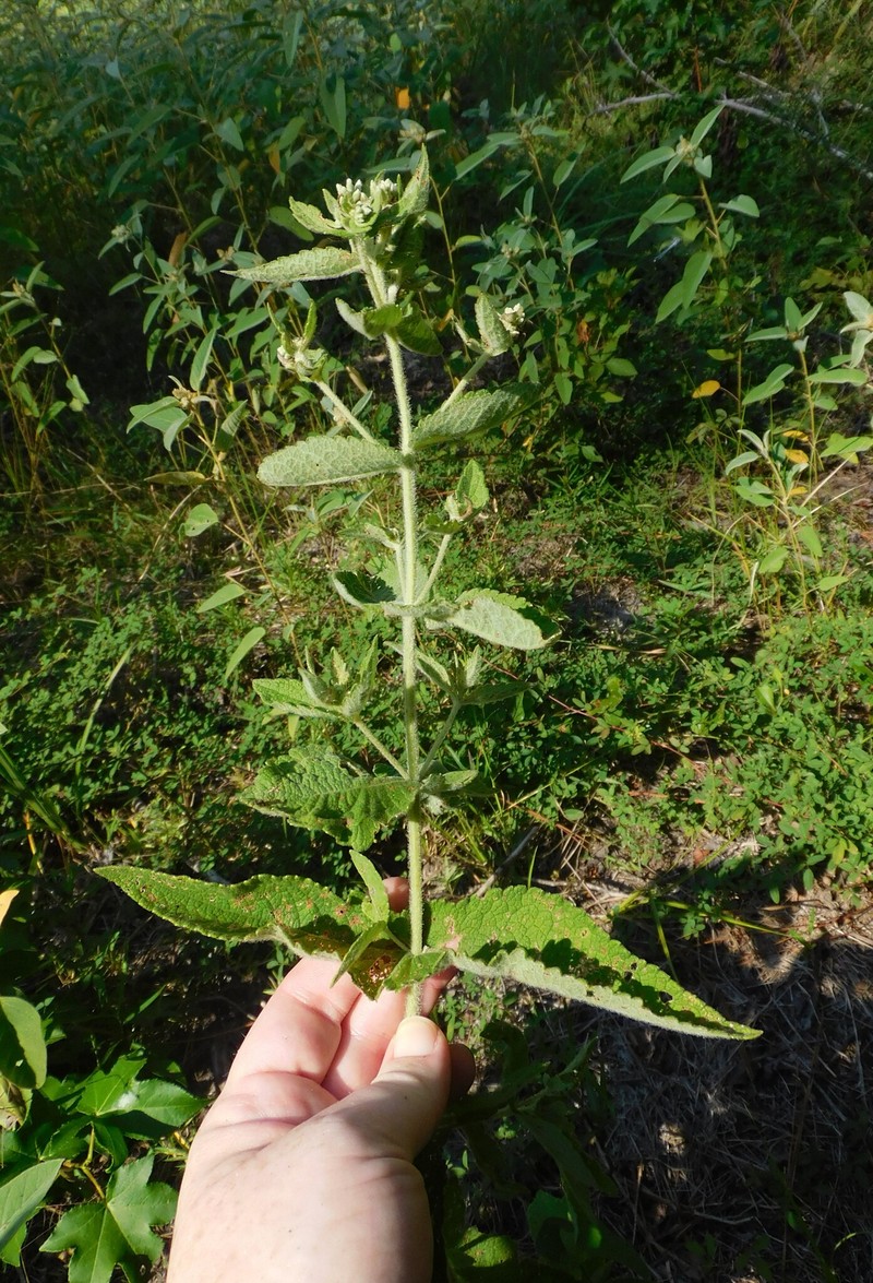 Eupatorium × truncatum photo 4