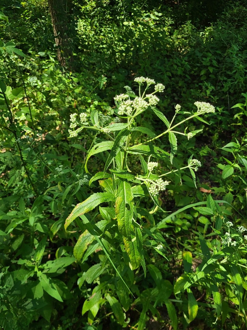 Eupatorium × truncatum photo 5