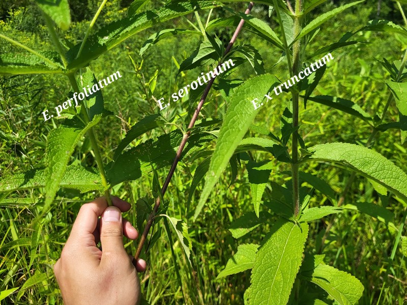 Eupatorium × truncatum photo 6