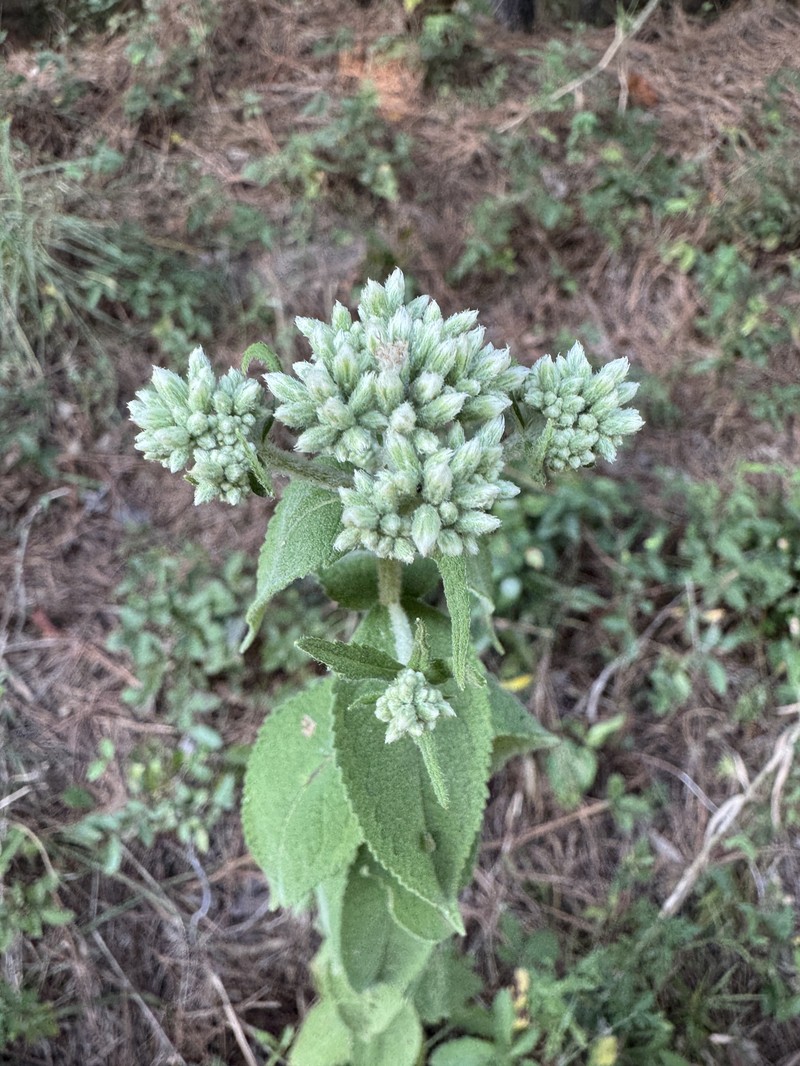 Eupatorium × truncatum photo 7
