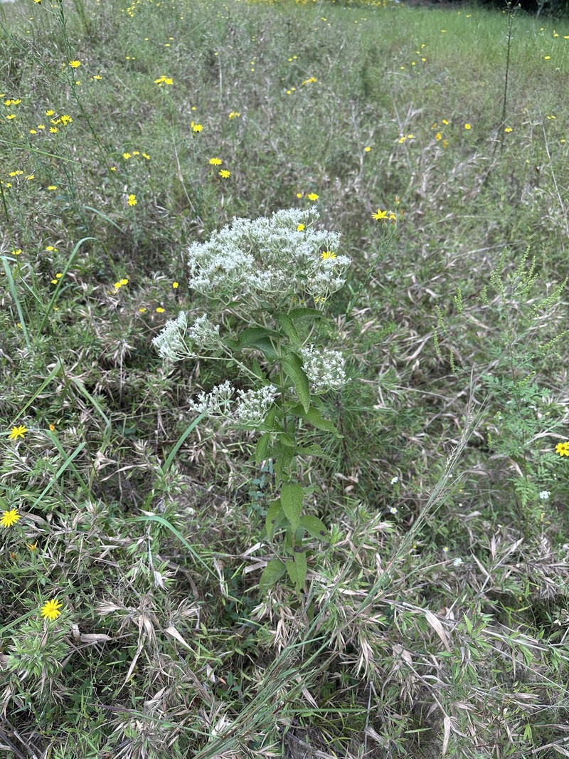 Eupatorium × truncatum photo 8