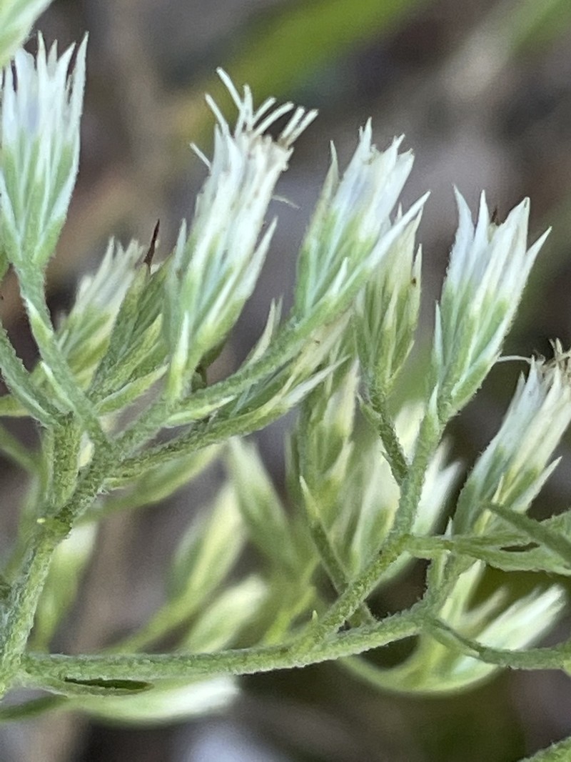 White Thoroughwort
